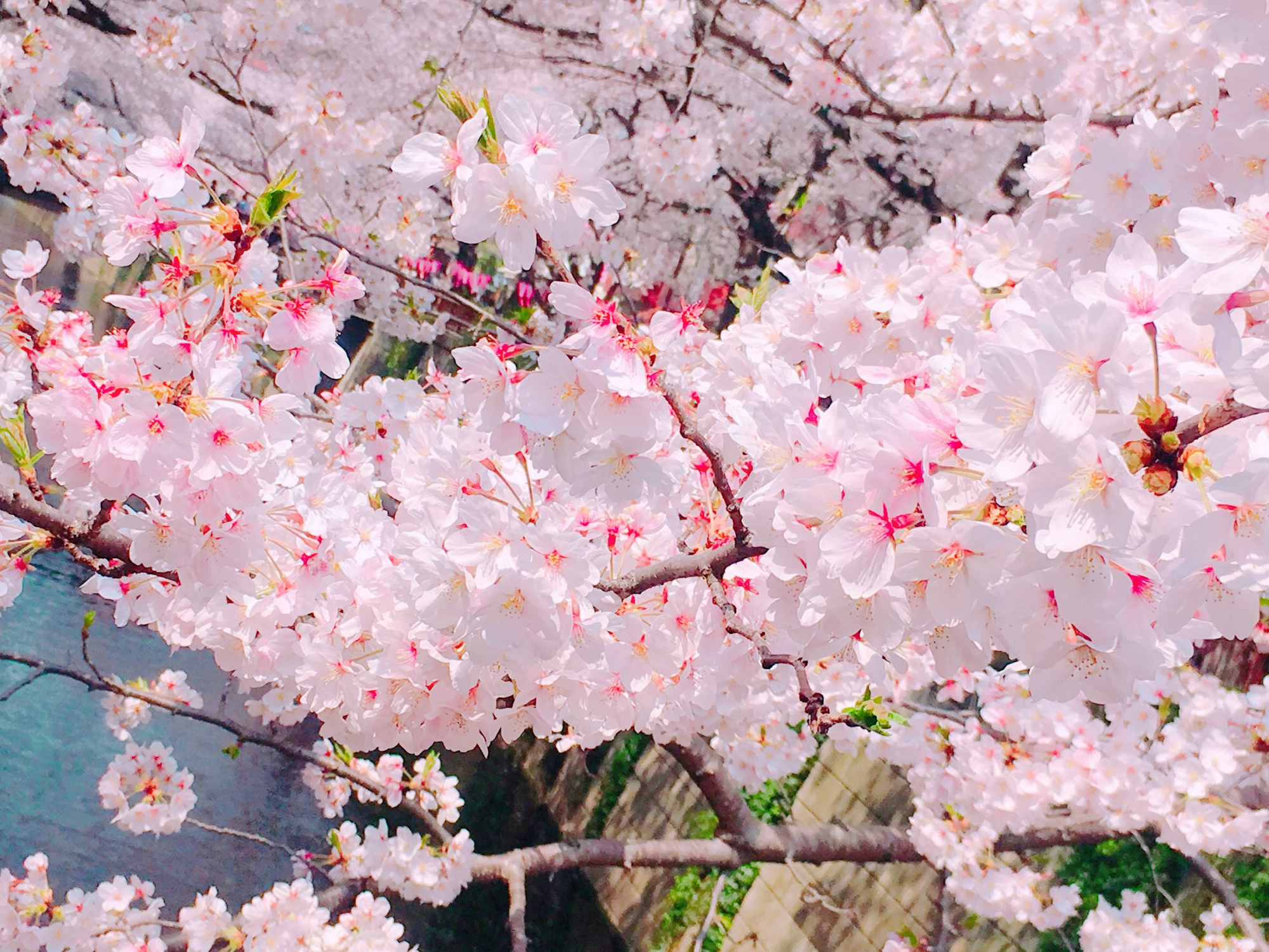 目黑川赏花胜地,起源中国的东京樱花,是日本文化的骄傲