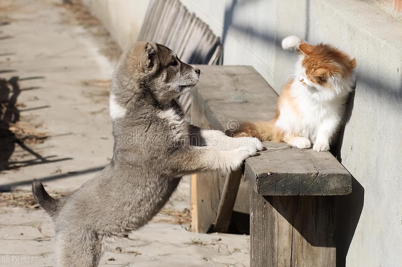 猫狗大战 壁纸图片