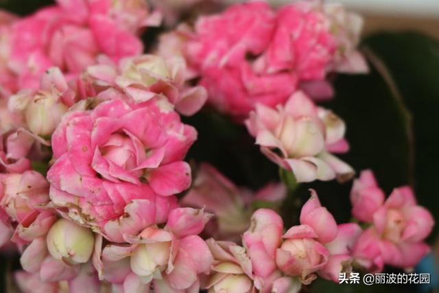 朝霞长寿花,花朵重瓣杏色带粉,植株小巧玲珑株型紧凑