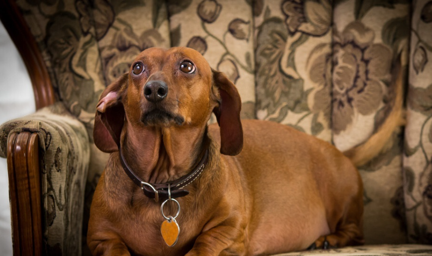 "短腿族"腊肠犬——最适合小公寓的狗狗!