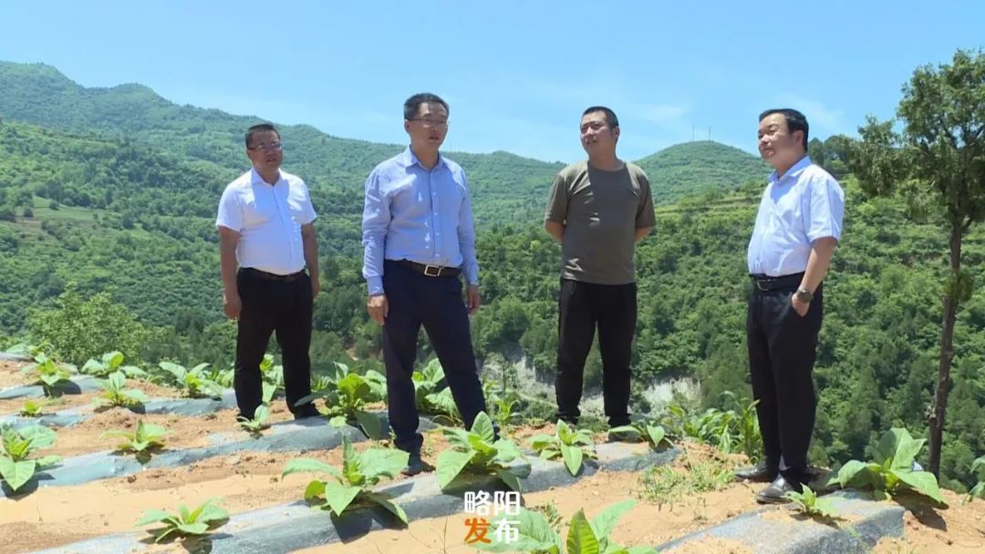 汉中略阳县县长刘文荣督导检查"三夏"生产等工作