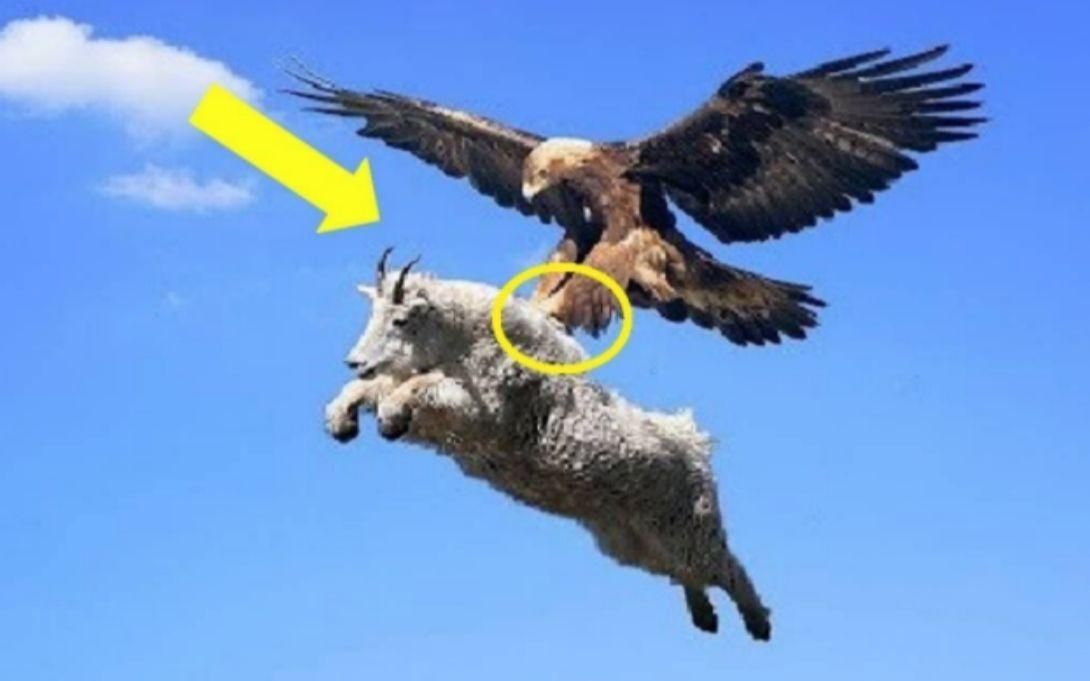 聪明的猛禽之王金雕,竟然可以把山羊从空中抛下摔死