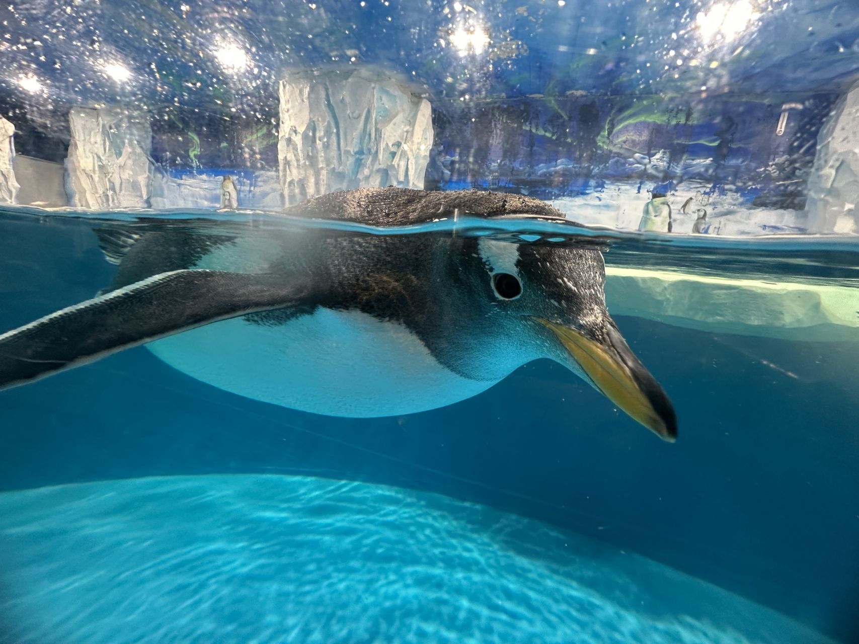 五一温州极地海洋馆超详攻略 1,坐标:瓯海区茶山街道霞岙村(温州乐园