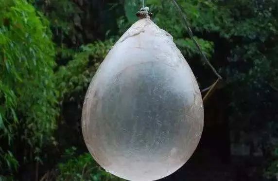 吃了猪尿泡,万事皆simple