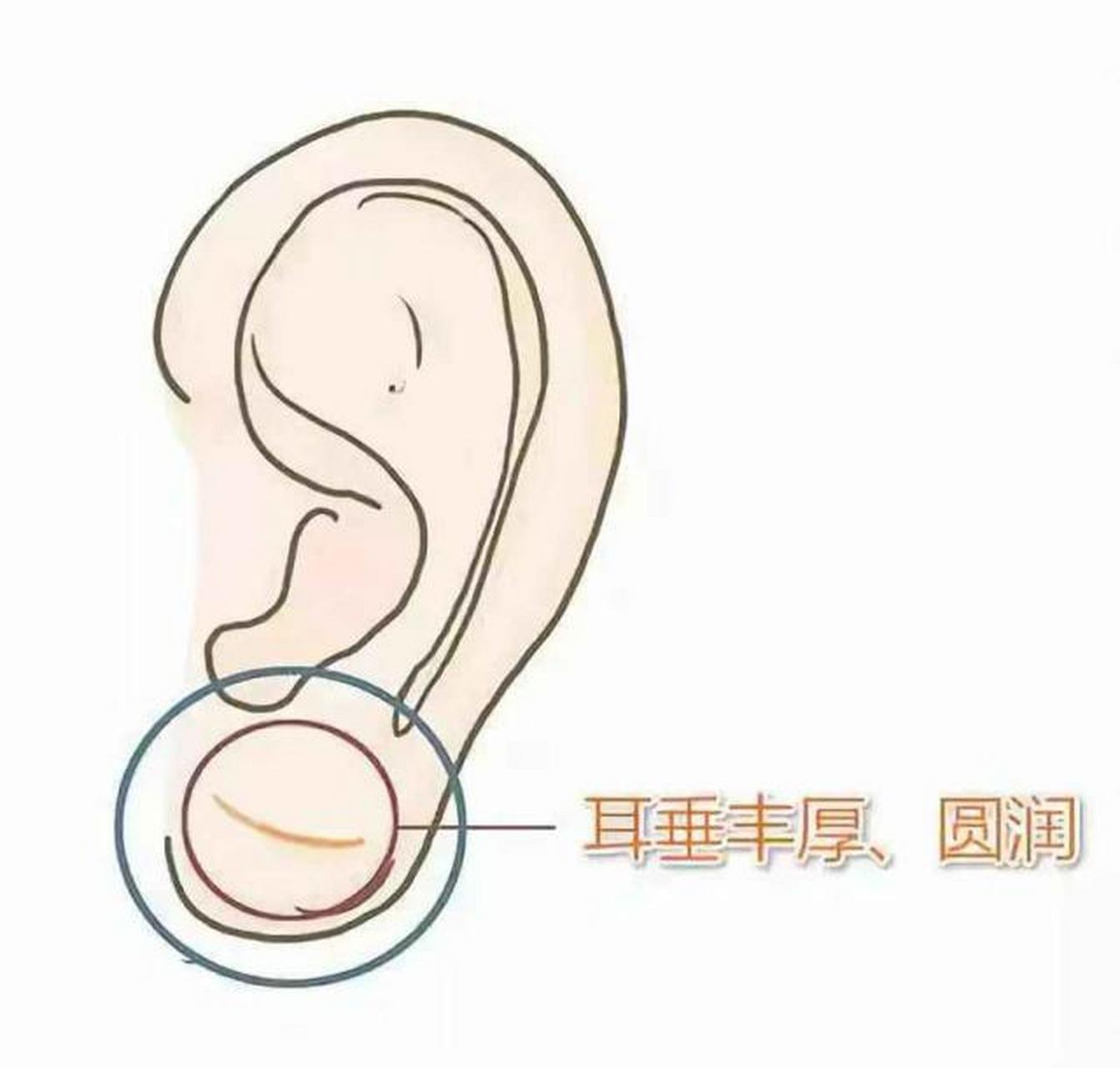 你的耳朵是啥样