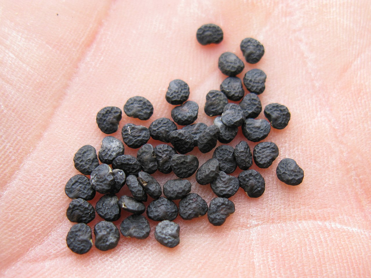 大学生用偏方治青春痘,没想到住进icu.医生:听说过情花毒吗