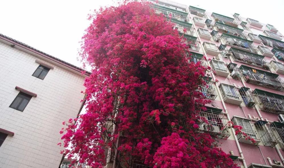 "花中劳模"巴西三角梅,打理简单,开花量大,庭院阳台都能种