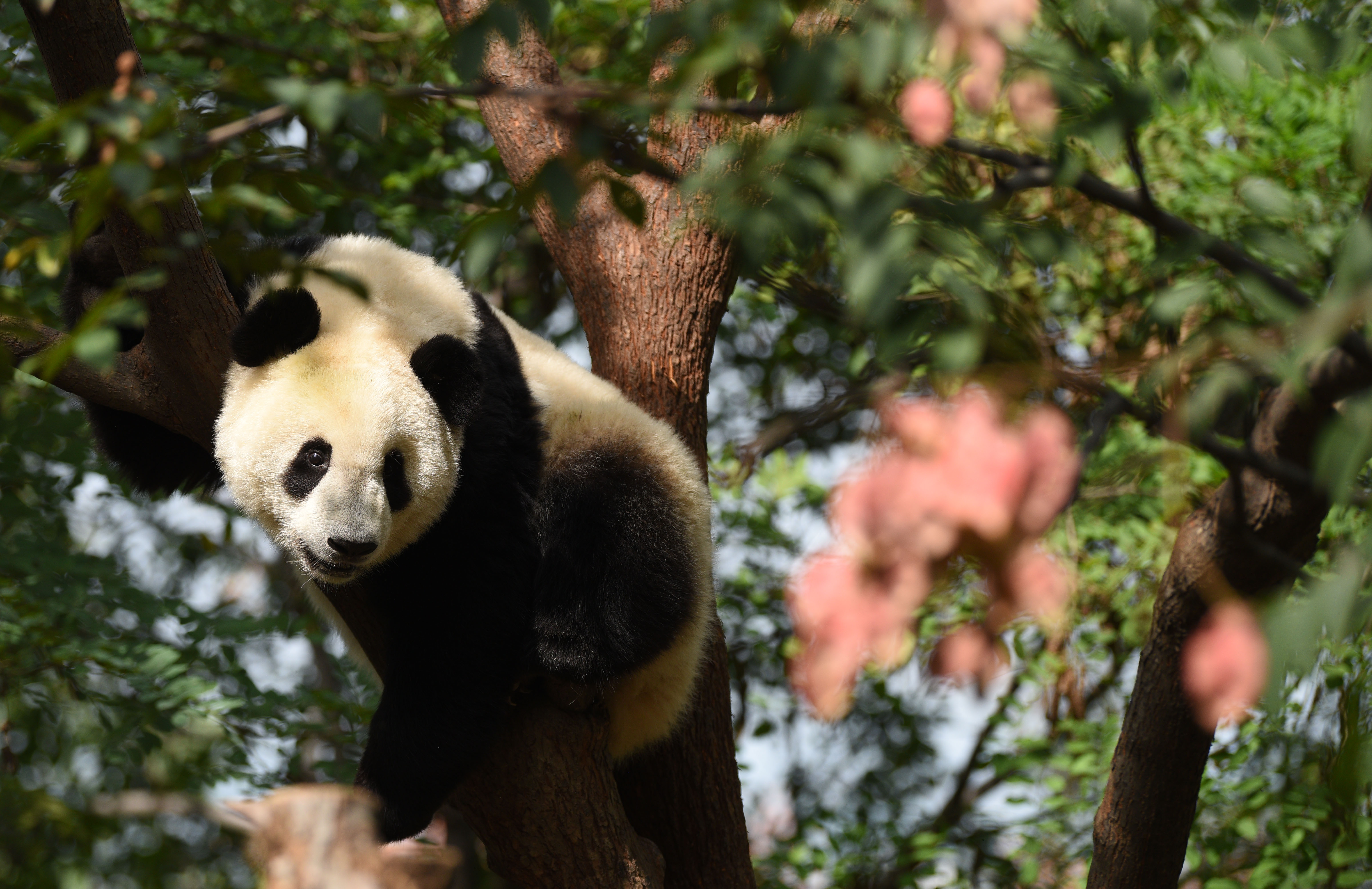 秦岭大熊猫惬意的午后时光(6)