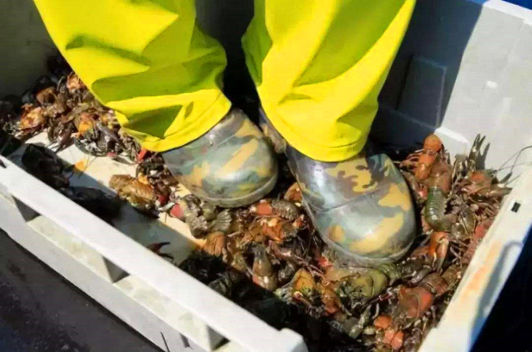 日本立法禁售小龙虾,泛滥成灾渔民踩碎当饲料,网友:暴殄天物