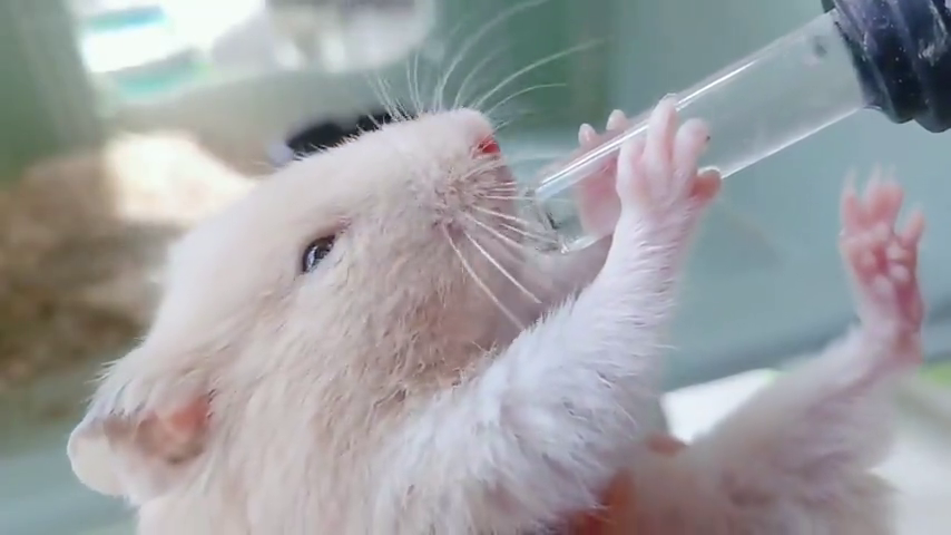 仓鼠的常见误区:仓鼠不喝水会致命吗!到底需不需要喝水?