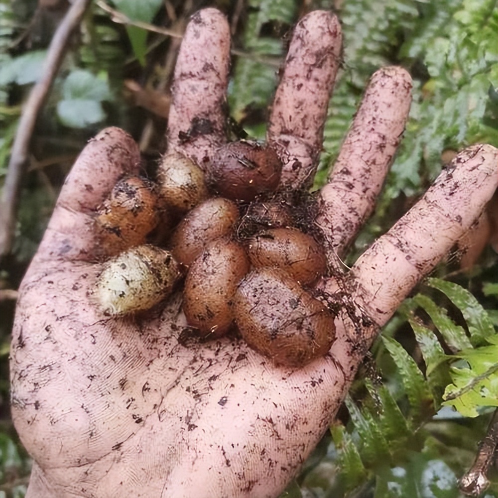 尿毒症草药图片图片