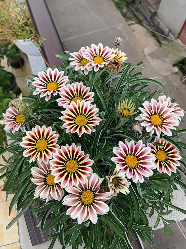 8种"便宜花",高温"晒不死",越热越泼辣,呼呼开大花