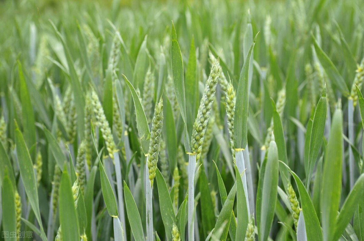 小麦孕穗期怎样田间管理?农户做好4个方面,麦穗多,空壳少