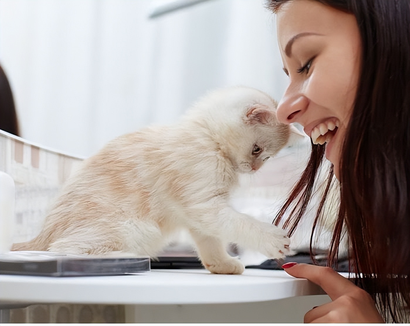 喜欢养猫的人,无非就是这几种