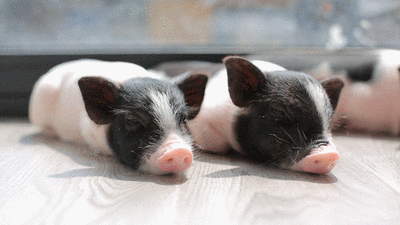 400_225gif 动态图 动图