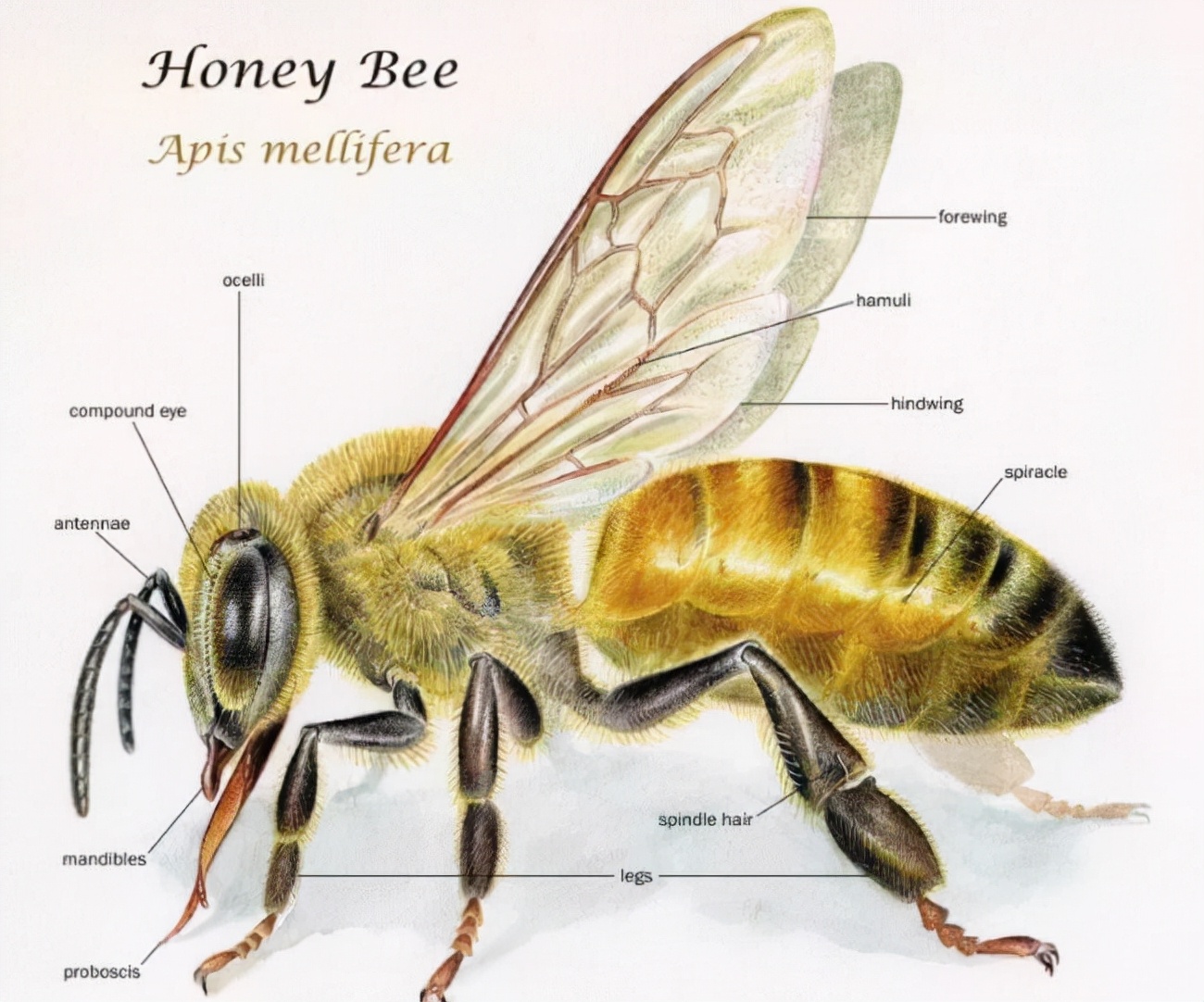 蜂类大全介绍 有毒图片