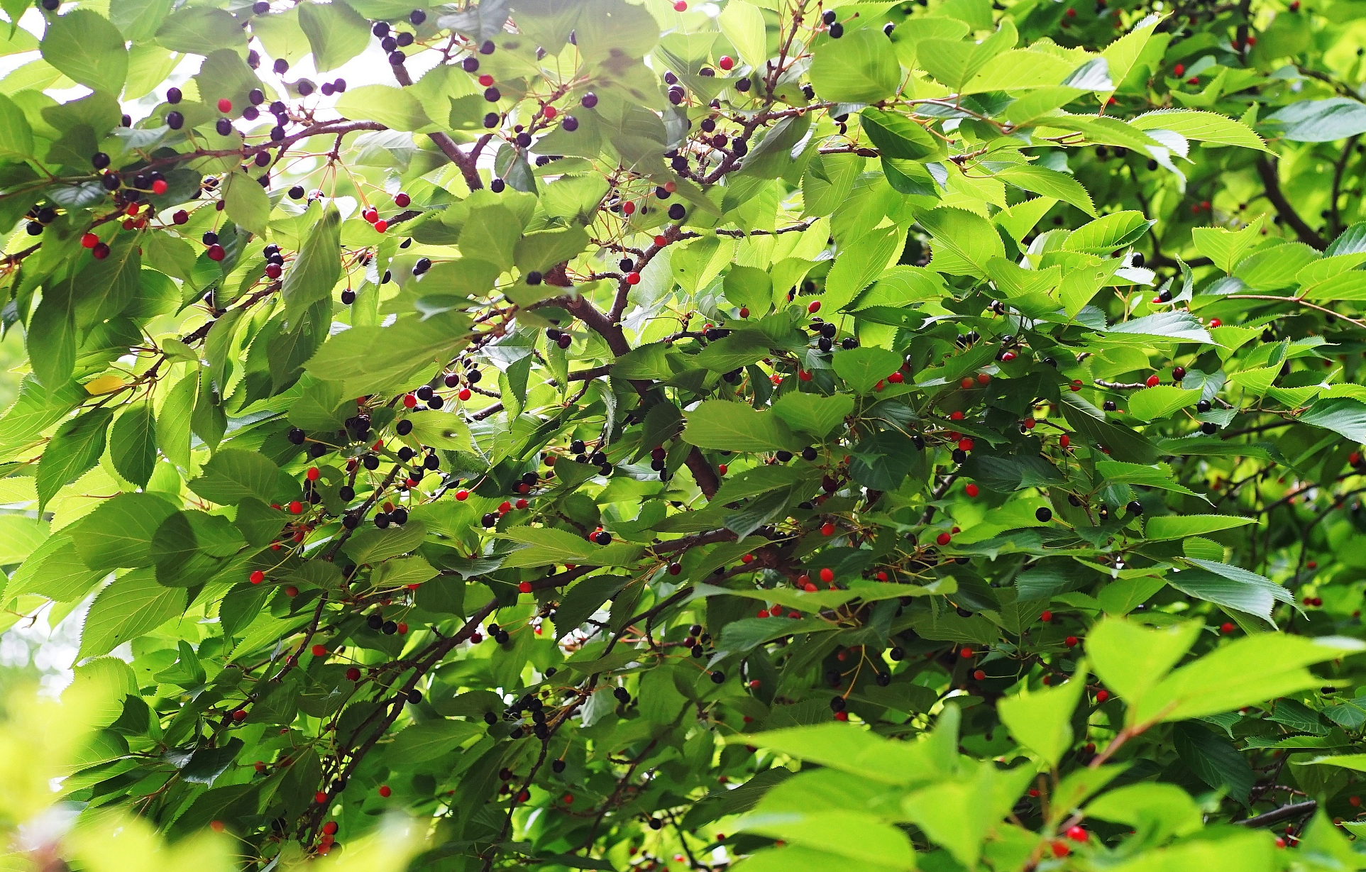 山上的"假蓝莓"熟了,生吃不输蓝莓,还能泡酒喝,错过太可惜