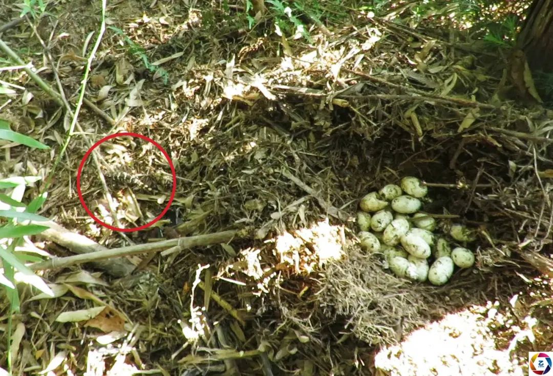 科研人员野外见证野生扬子鳄宝宝破壳,坚强可爱的样子,萌化了