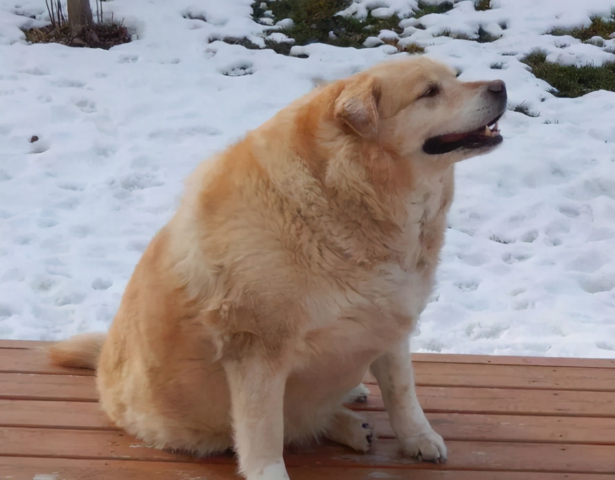 狗狗肥胖的危害有什么?