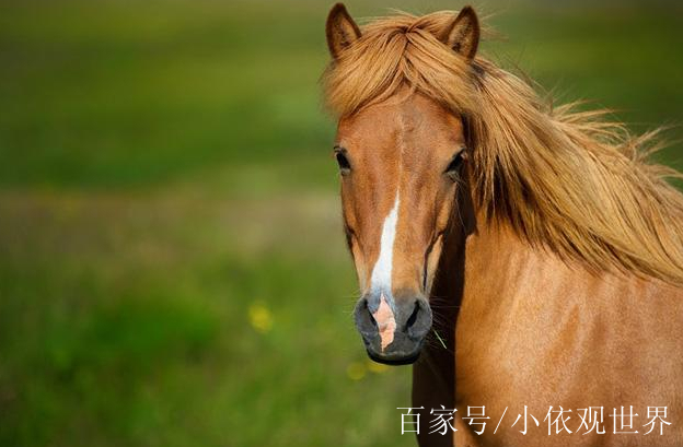 中國人這麼愛吃肉,為何唯獨沒聽過吃馬肉?看看馬場負責人怎麼說