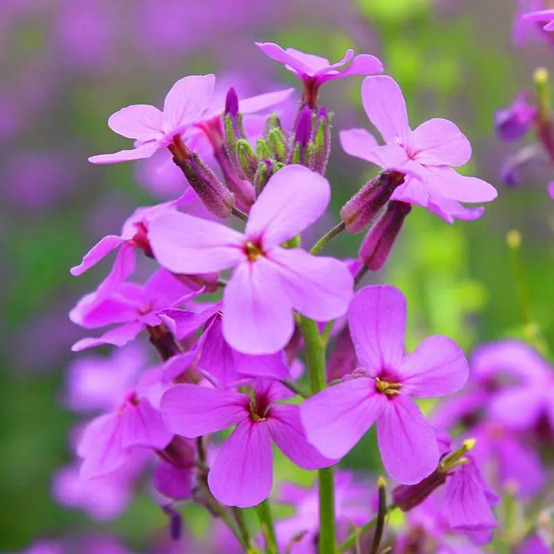 蓝香芥,花开成海,如紫色油菜花|花名册no.00101