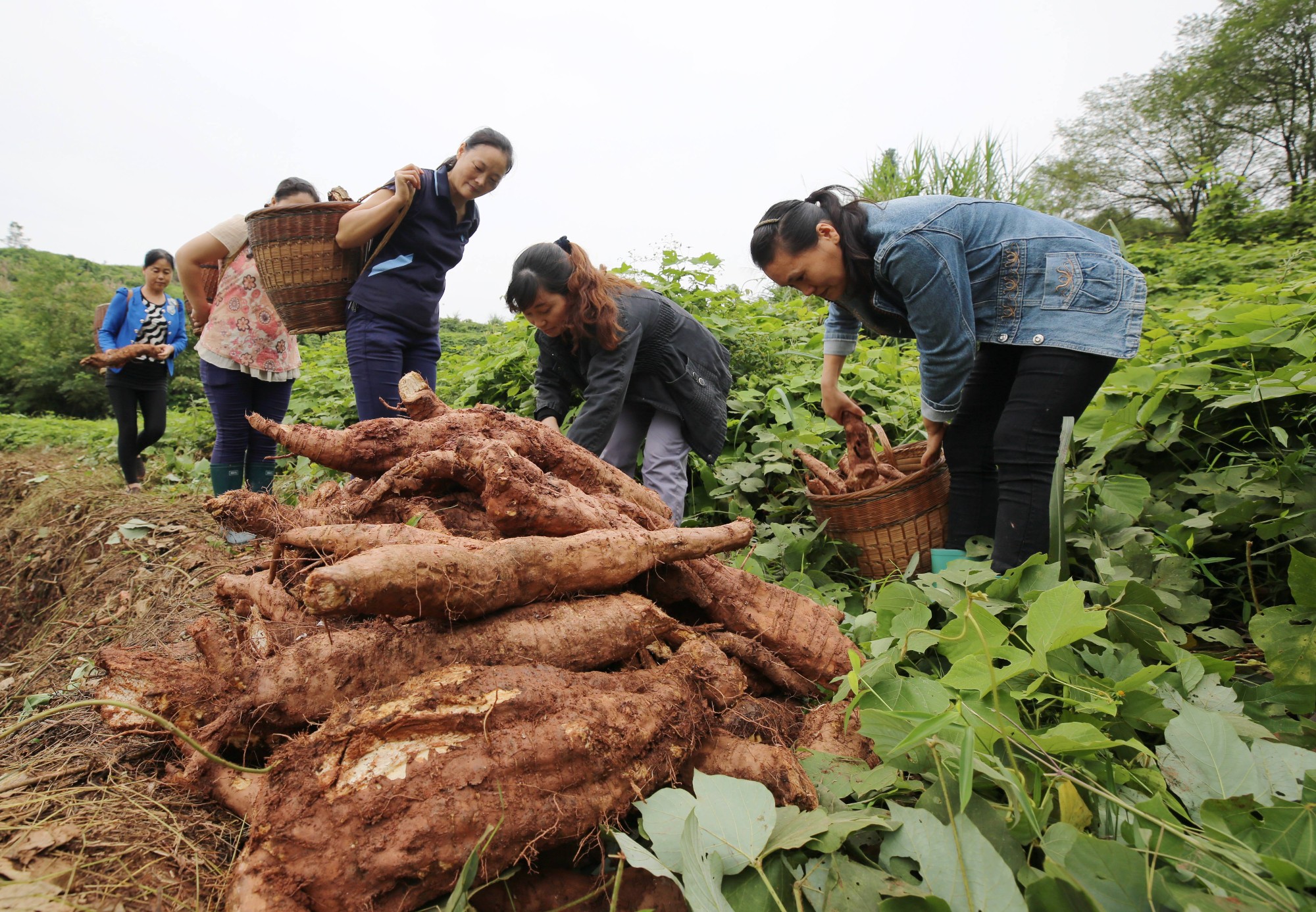 老樵聊三农:葛根高产的种植方法和栽培技术