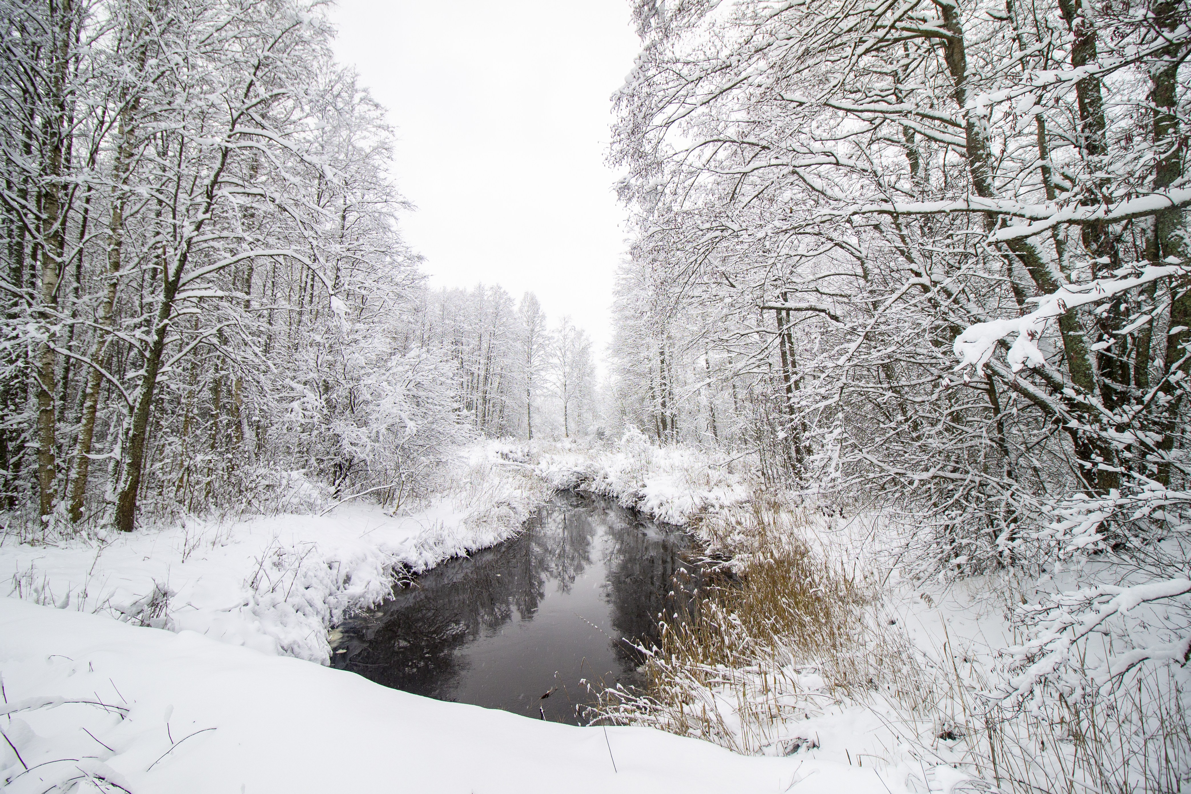 "欧洲之肺"——别洛韦日森林雪景(2)