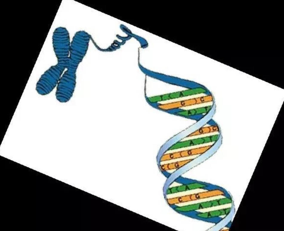 超雄综合征,是一种性染色体非整倍数异常,本病主要见于男性