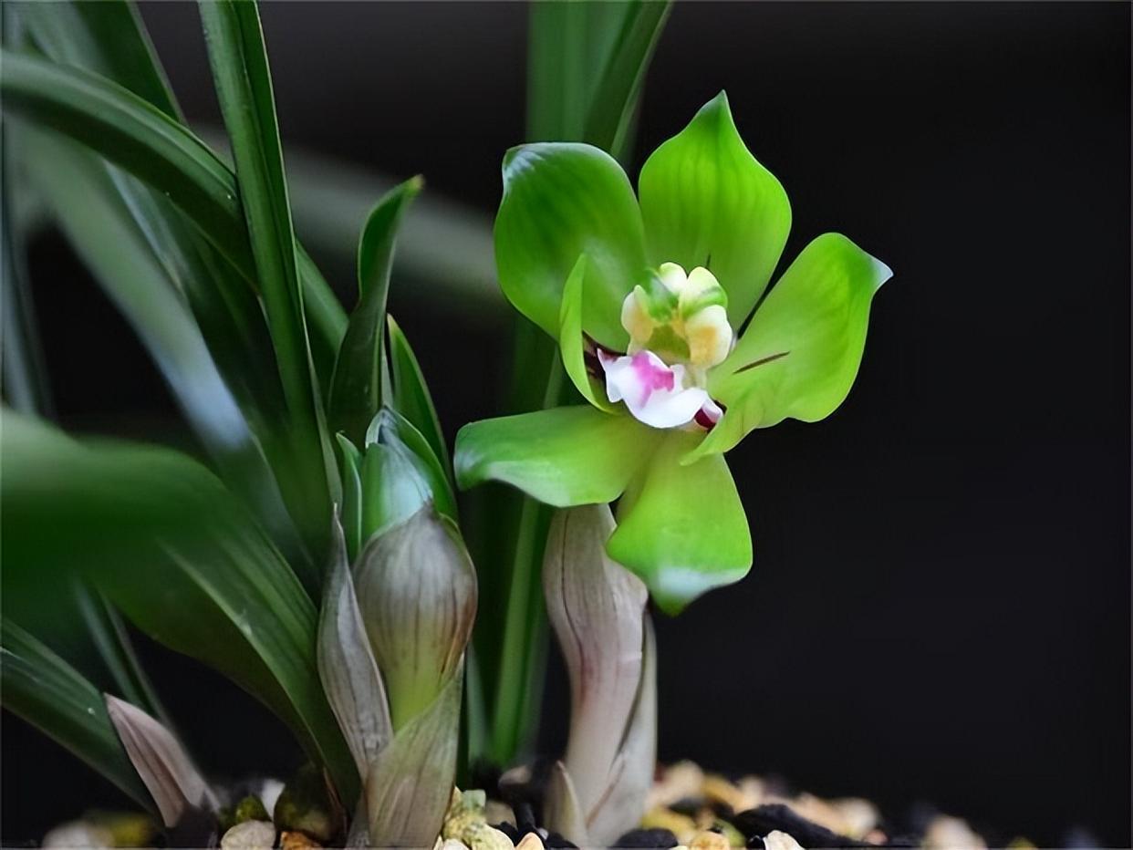 春兰皇后绿云,性价比非常高的一个春兰极品,值得拥有