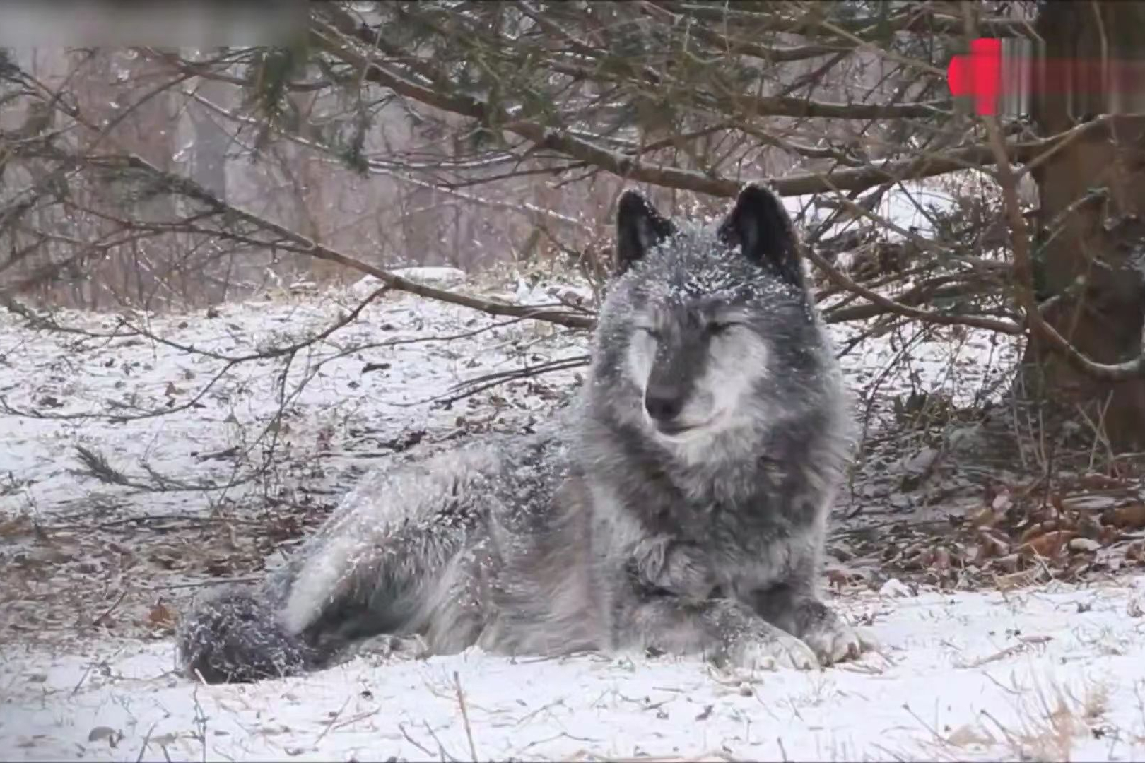 斑鬣狗和北美灰狼单挑,谁的胜率更大?看完涨知识