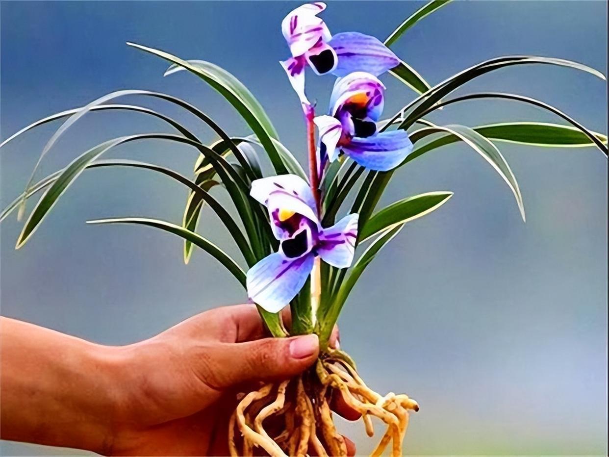 建兰色花第一名品"紫月荷",花色独特,兰香扑鼻,养兰首选