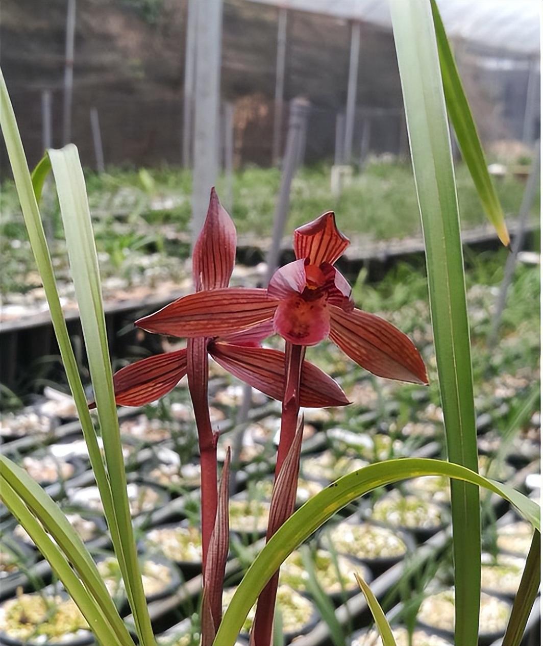 春兰十大红素之首"醉红素",红杆红花,兰香芬芳,新手养兰首选