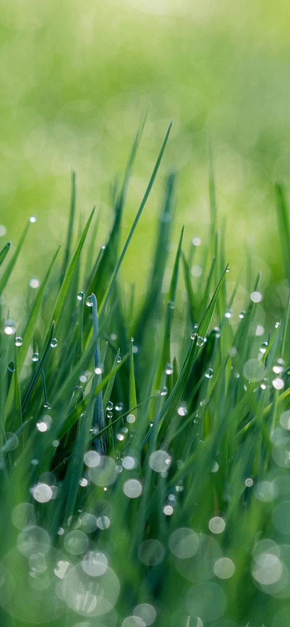 亲近自然沉浸在护眼的绿色里 绿色护眼手机壁纸>