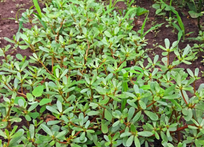 一种野草,俗称"长命草",可做菜吃,对预防心脑血管病有作用