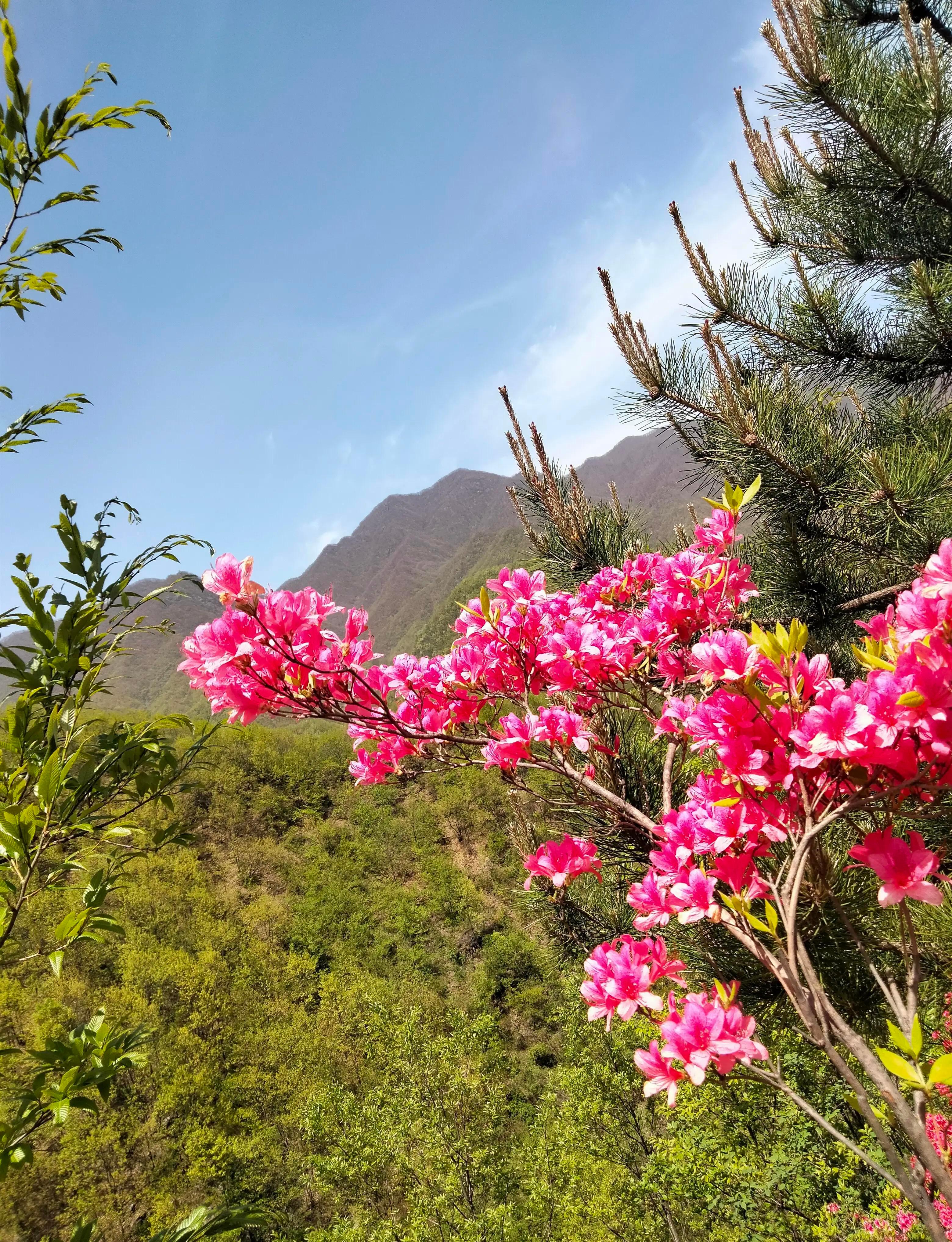 汝阳杜鹃花节哪一天图片