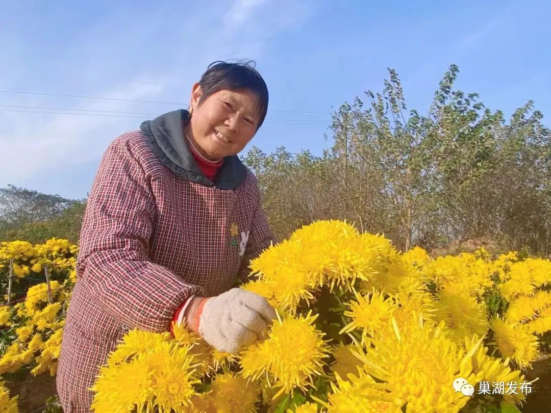 巢湖有个庙岗乡,菊花绽放香扑鼻!