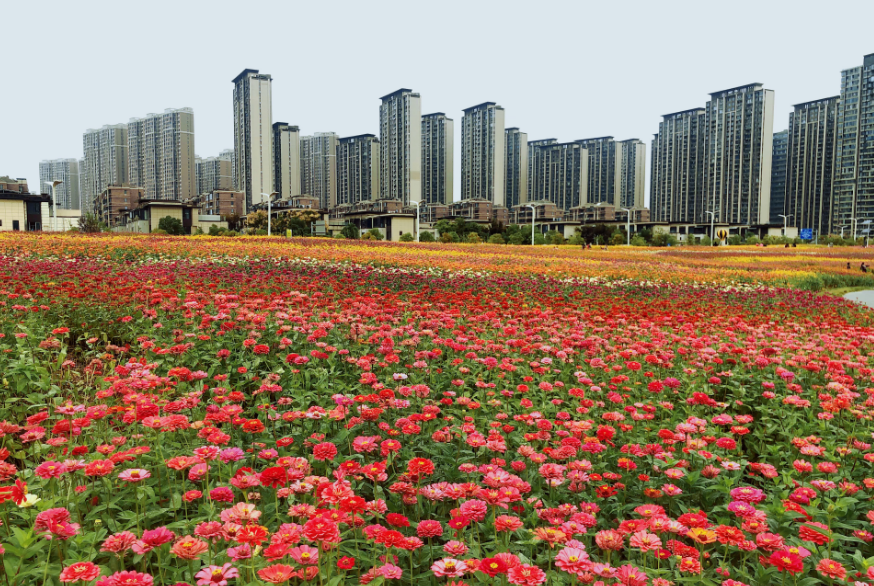 在南昌的花海里躺平,一键开启快乐周末