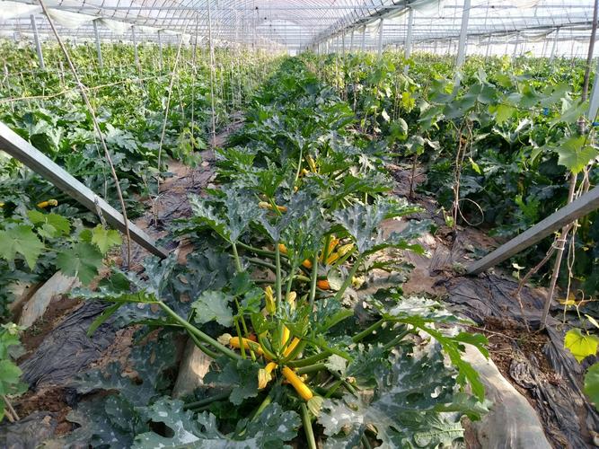 大棚种植西葫芦,如何学会控"旺"?