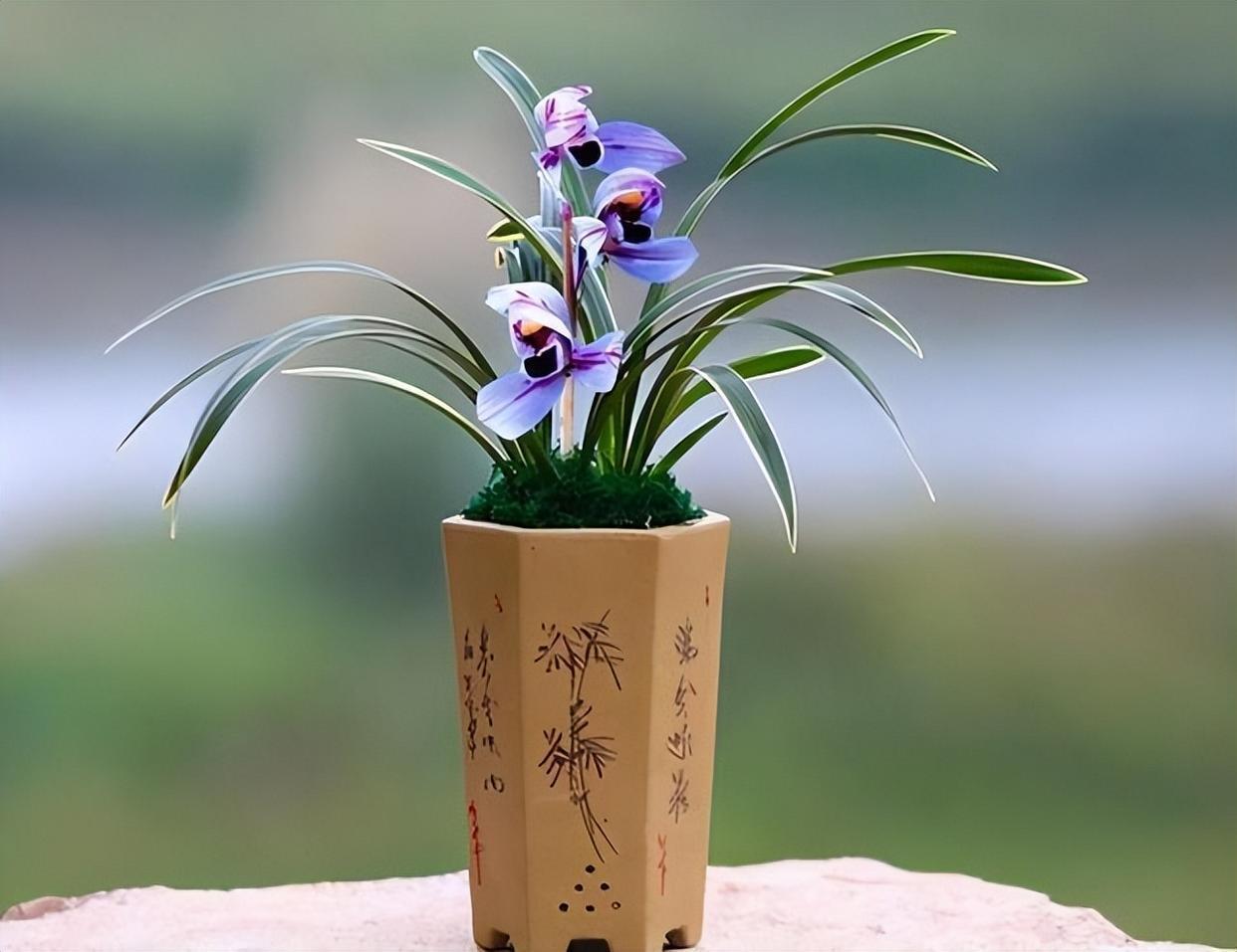 花开紫色的"紫月荷",花色高贵,兰香浓郁,是神秘的化身