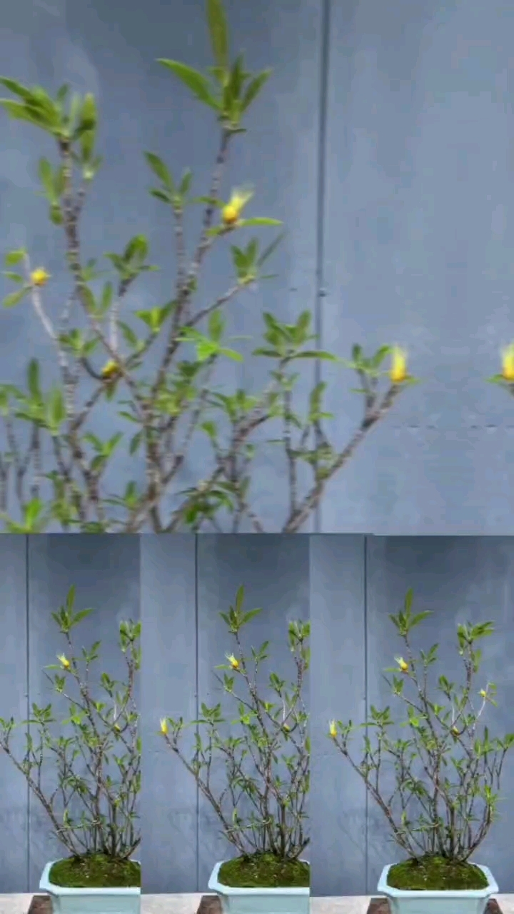 海岛柳叶栀子花