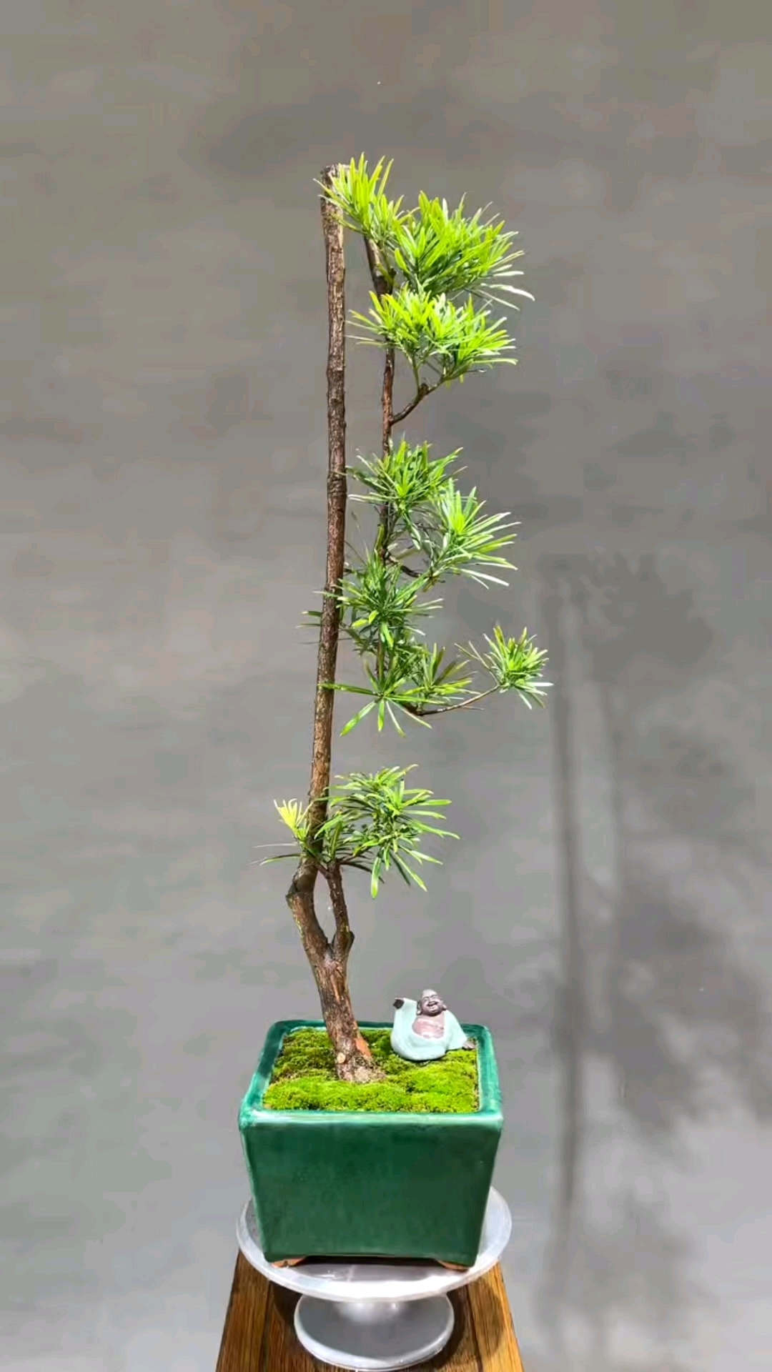 文人罗汉松.盆景盆载