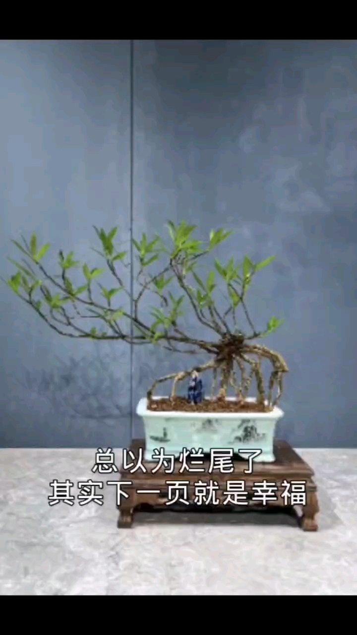 海岛柳叶栀子花