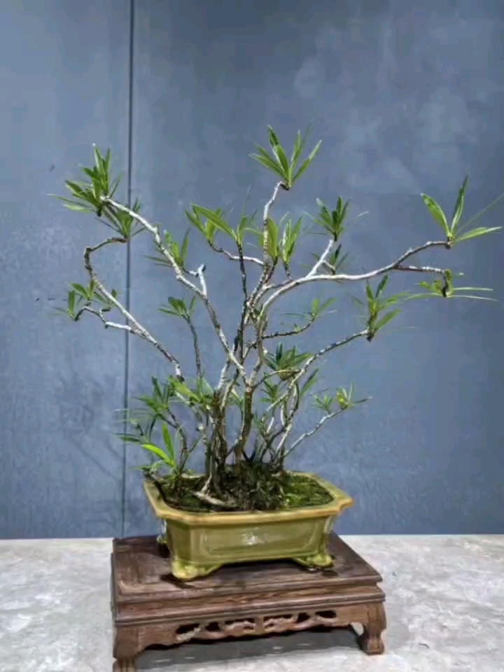 海岛柳叶栀子花