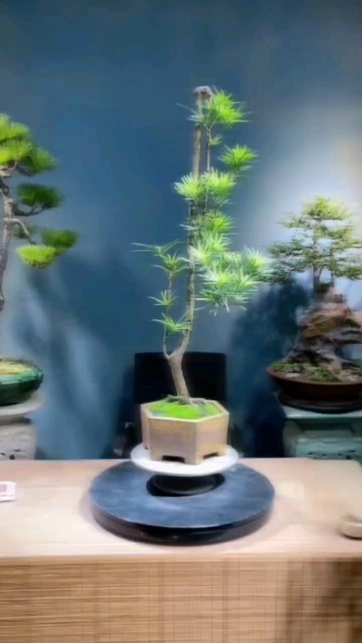 文人罗汉松盆景盆栽