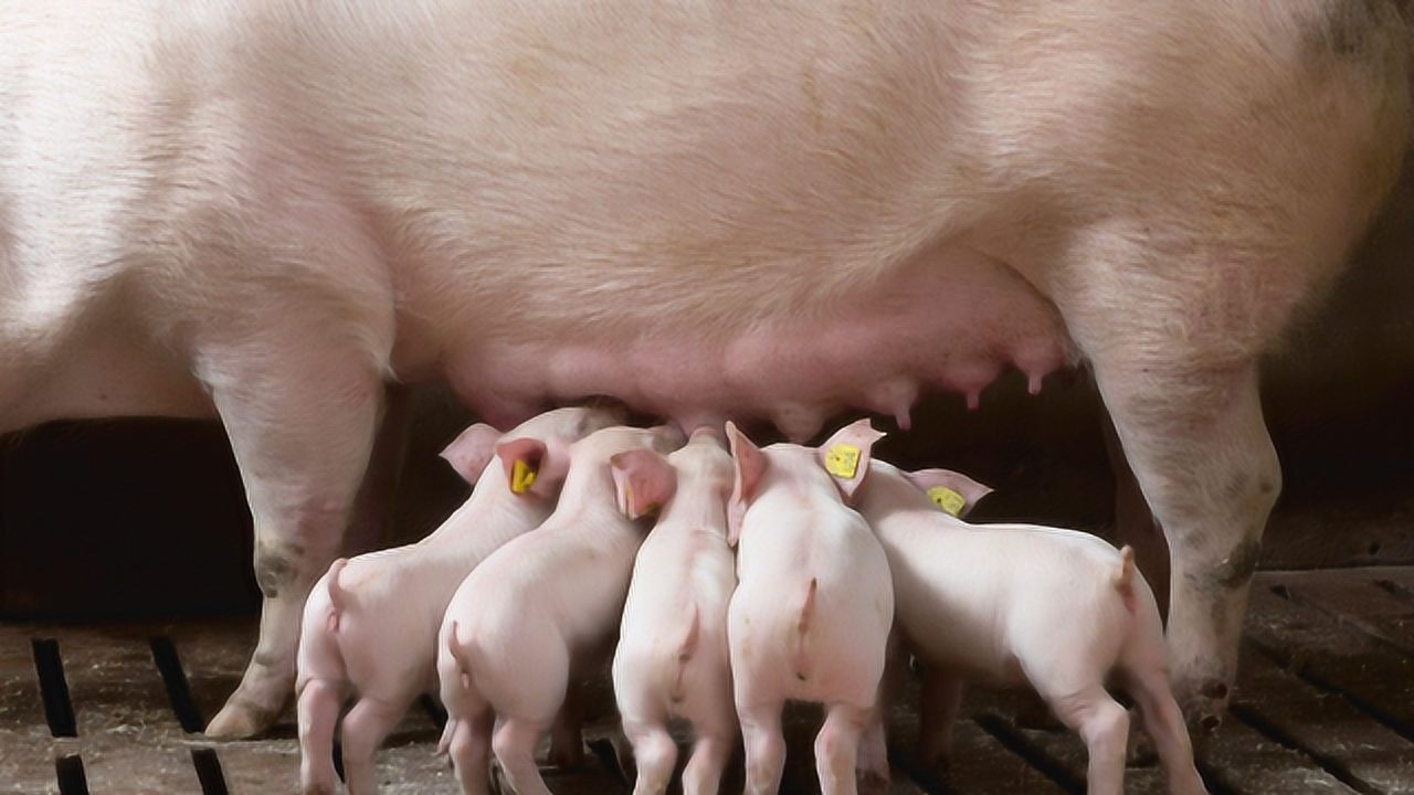 为什么市面上只有猪肉而没有猪奶?