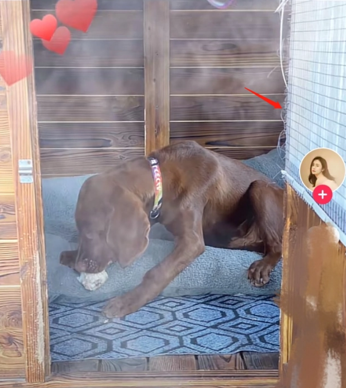 39岁刘芸北京千万豪宅火了,满屋鲜花花香四溢,保姆车价格超百万