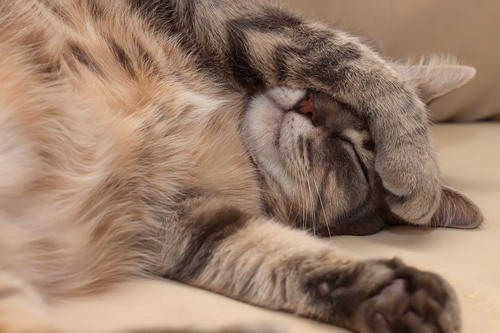 比起你买的猫窝,猫咪更爱在这些地方睡觉,扎心了!