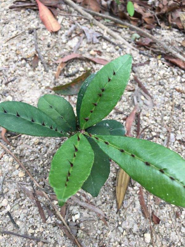 中草药两面针,药用价值极高,常常被看成野草!