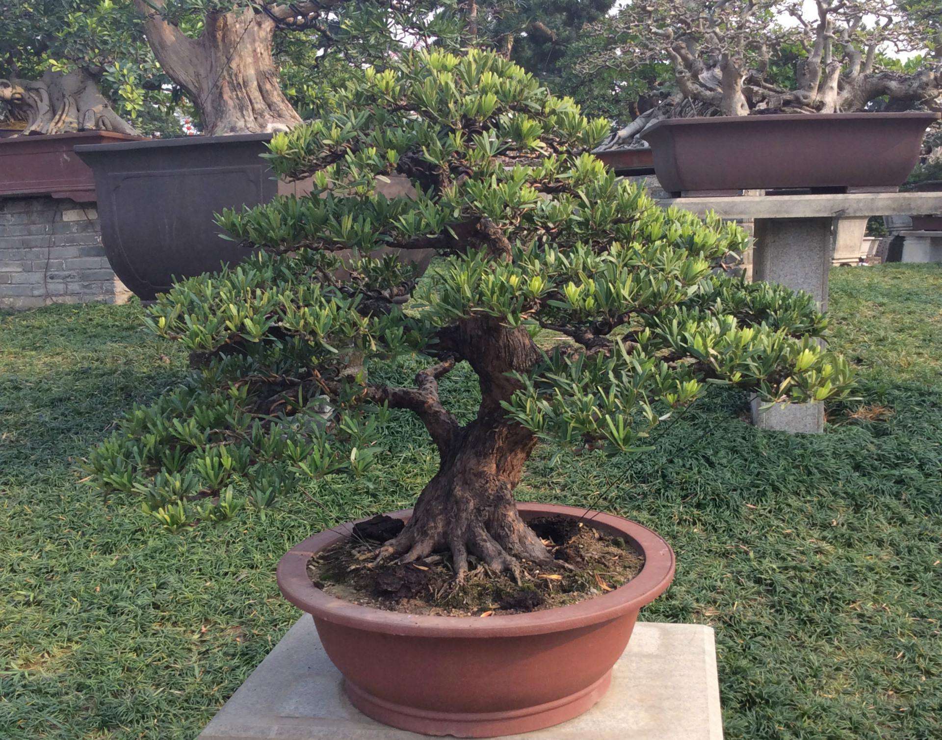 如何养出高价盆景,罗汉松的养殖方法和注意事项