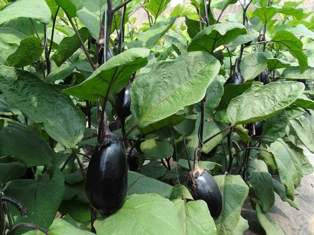 冬季用大棚种植茄子容易出现的问题根据实际情况进行处理